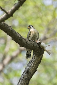 American Kestrel