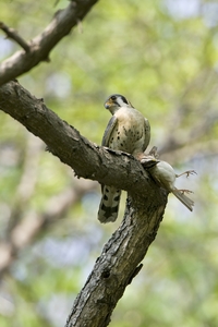 American Kestrel