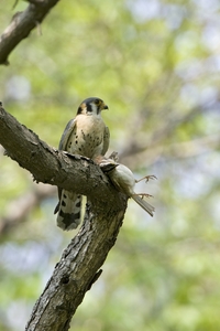 American Kestrel