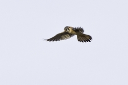American Kestrel