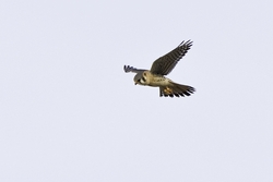 American Kestrel