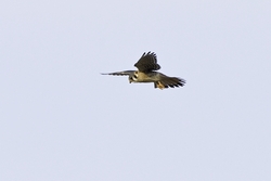 American Kestrel