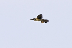 American Kestrel
