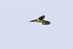 American Kestrel