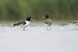 American Oystercatcher