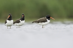 American Oystercatcher