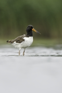 American Oystercatcher