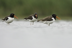American Oystercatcher