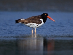 American Oystercatcher