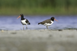 American Oystercatcher