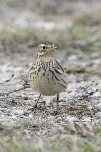 American Pipit