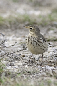 American Pipit