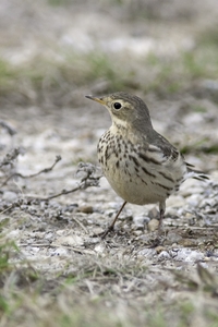 American Pipit