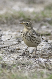 American Pipit