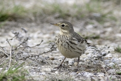 American Pipit