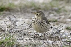 American Pipit