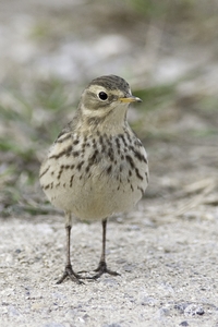 American Pipit