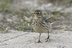 American Pipit