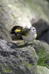 American Redstart