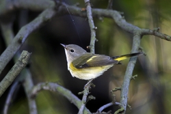 American Redstart