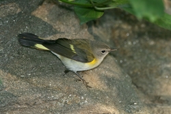 American Redstart