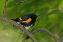 American Redstart