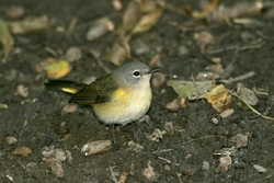 American Redstart