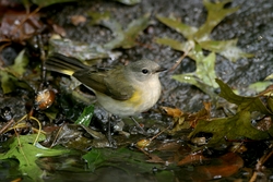 American Redstart