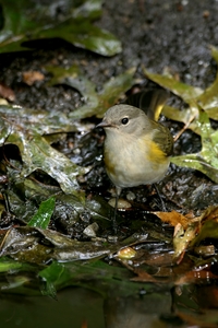 American Redstart