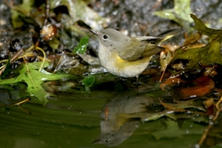 American Redstart