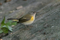 American Redstart