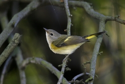 American Redstart