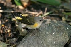 American Redstart