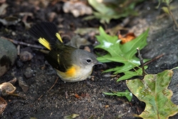 American Redstart