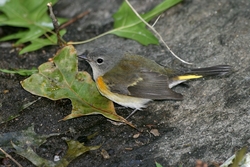 American Redstart