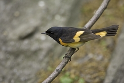 American Redstart