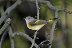 American Redstart