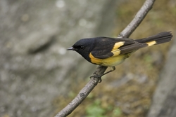 American Redstart