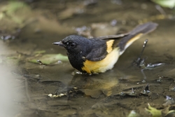 American Redstart