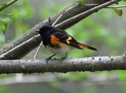 American Redstart