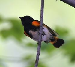 American Redstart