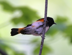 American Redstart