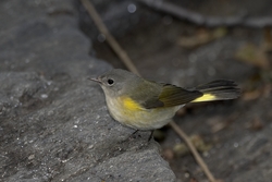 American Redstart
