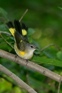 American Redstart