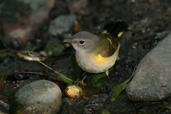 American Redstart