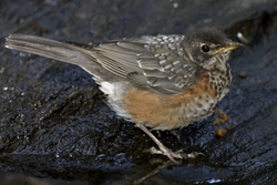 American Robin