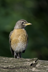 American Robin