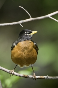 American Robin