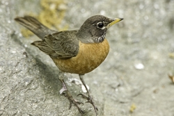 American Robin