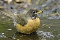 American Robin
